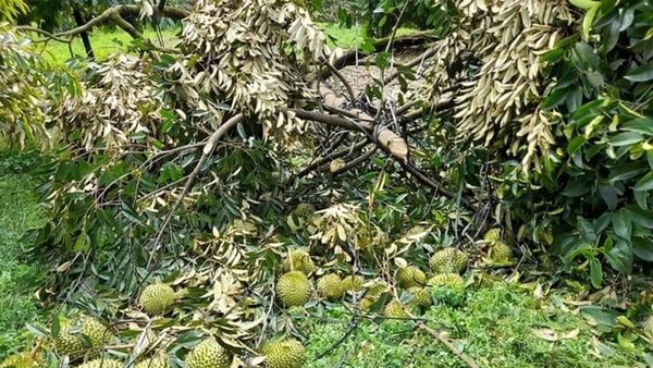 Phục hồi cây bị đổ ngã sau mưa bão