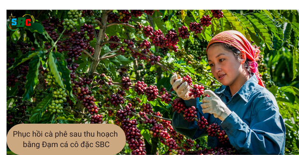 Phục hồi cà phê sau thu hoạch bằng đạm cá cô đặc SBC