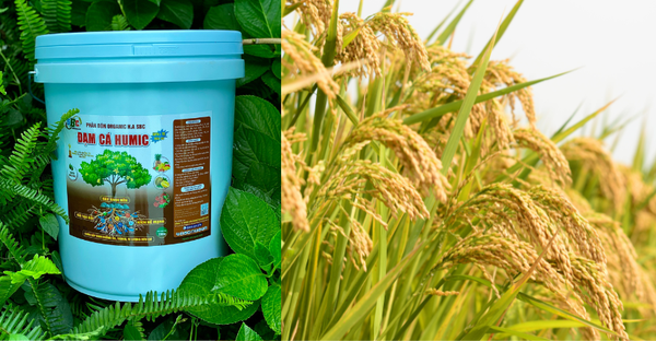 Đạm cá SBC dạng viên dùng trong mùa mưa