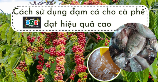 Cách sử dụng đạm cá SBC cho cà phê hiệu quả nhất