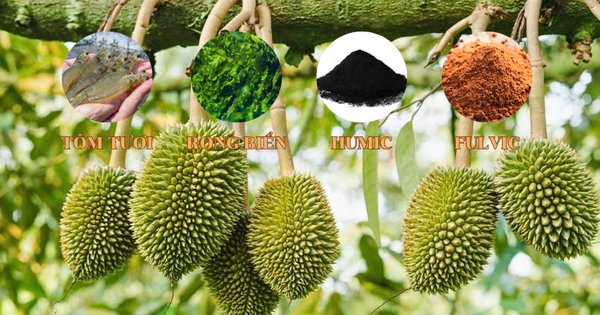 Có nên dùng đạm tôm cho sầu riêng?