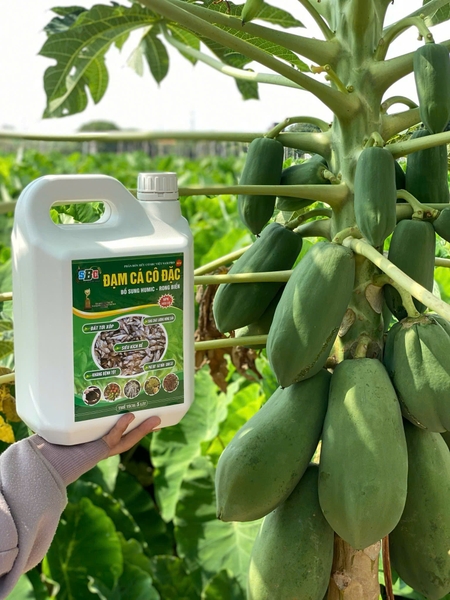 Đạm cá SBC thay thế phân bón hóa học