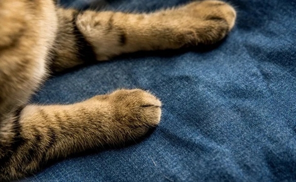 Mẹo chọn ghế sofa cho gia đình nuôi thú cưng