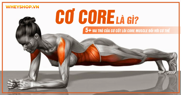 Cơ core là gì? 5+ Vai trò của cơ cốt lõi Core Muscle