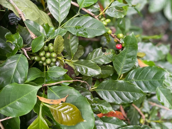 Cây cà phê arabica tại Khe Sanh