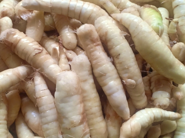 Củ mình tinh (bình tinh) dùng để làm bánh xoài