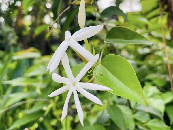 Lá và hoa chè vằng