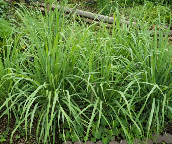 Cây sả chanh (Lemongrass)