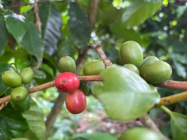 Cà phê mít (Liberica) tại Khe Sanh