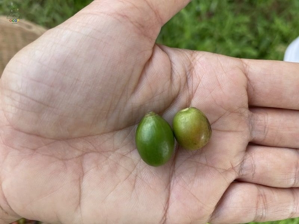 Quả cà phê mít (Liberica) to và dài hơn cà phê chè (Arabica)