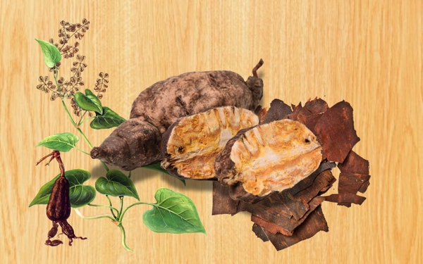 Hà Thủ Ô Đỏ – Thảo Mộc Truyền Thống Trong Đời Sống Người Việt