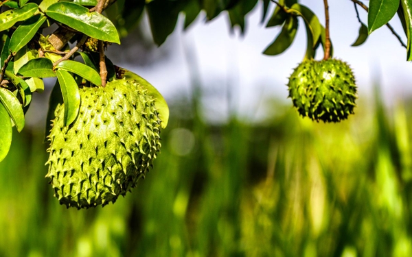 Cách Dùng Trà Mãng Cầu Trong Sinh Hoạt Hằng Ngày