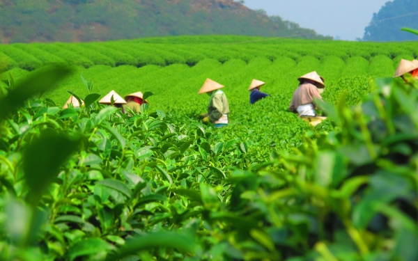 Trà Mát Gan Giải Độc: Gợi Ý Lựa Chọn Phổ Biến Từ Góc Nhìn Chuyên Môn