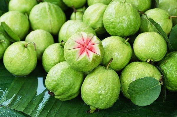 LÁ ỔI CÓ THỰC SỰ GIÚP GIẢM CÂN? GÓC NHÌN TỪ LỐI SỐNG LÀNH MẠNH