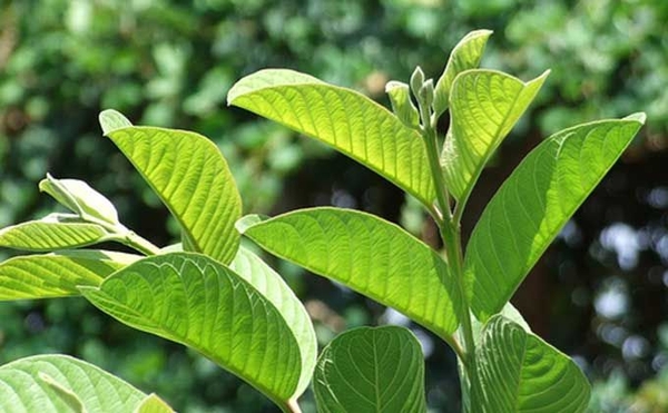 LÁ ỔI VÀ NHỮNG ỨNG DỤNG DÂN GIAN LIÊN QUAN ĐẾN TIÊU HÓA