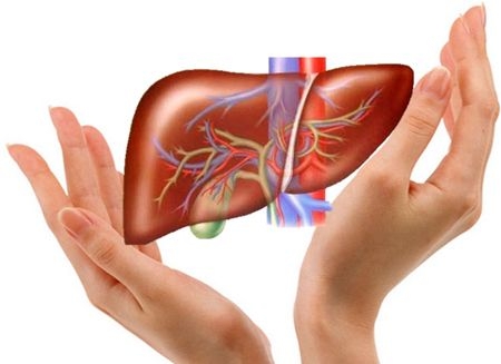 Hồng Sâm Và Gan – Có Thực Sự “Giải Độc Gan” Như Lời Đồn?