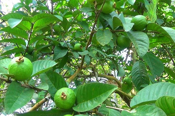 LÁ ỔI THƯỜNG ĐƯỢC UỐNG TRONG NHỮNG TRƯỜNG HỢP NÀO?