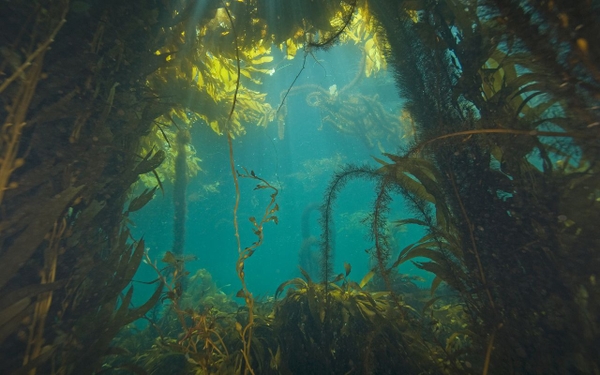 KELP (TẢO BẸ) – TẢO BIỂN GIÀU DINH DƯỠNG TRONG CHẾ ĐỘ ĂN HẰNG NGÀY
