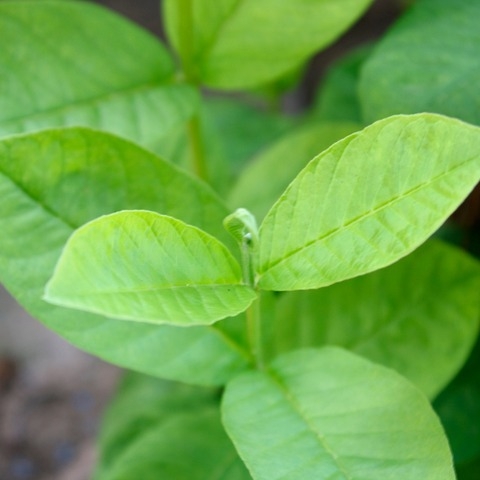 Uống Lá Ổi Có Giúp Cơ Thể Nhẹ Nhàng Hơn Không? Sự Thật Bạn Nên Biết