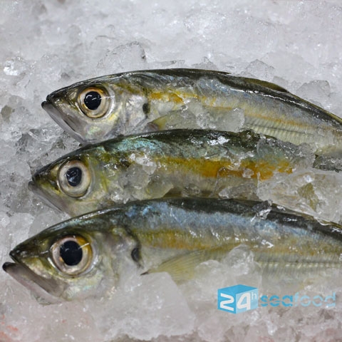 Cá Trao Tráo Chất Lượng Cao Tại 24h Seafood – Sản Xuất Và Xuất Khẩu