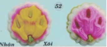 Khuôn Nhựa RCNL - NL52 - 3 Loa Kèn Chùm
