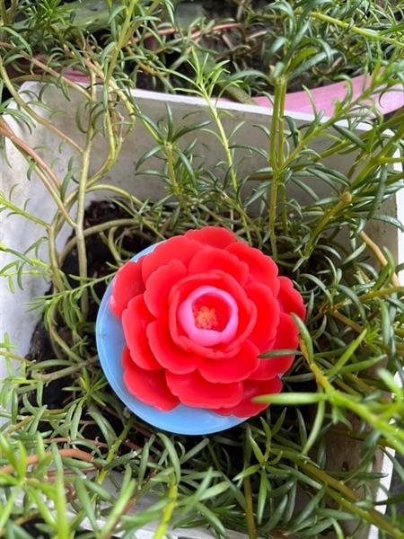 Khuôn Silicon - Hoa Hồng Lai - Hồng Trà - 4.5cm