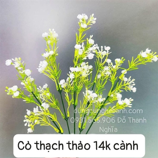 CỎ BÔNG BI THẠCH THẢO - CỎ MÀU TRẮNG