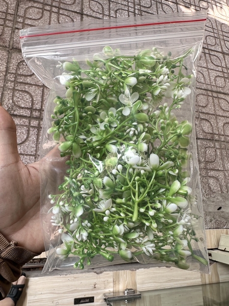 CỎ BÔNG BI THẠCH THẢO- CÚC NHỰA - 50gr CÚC NHỰA