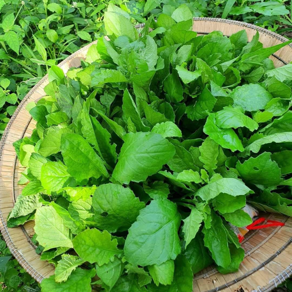 Hạt giống cải trời - Năng suất cao - Chất lượng - Giá rẻ