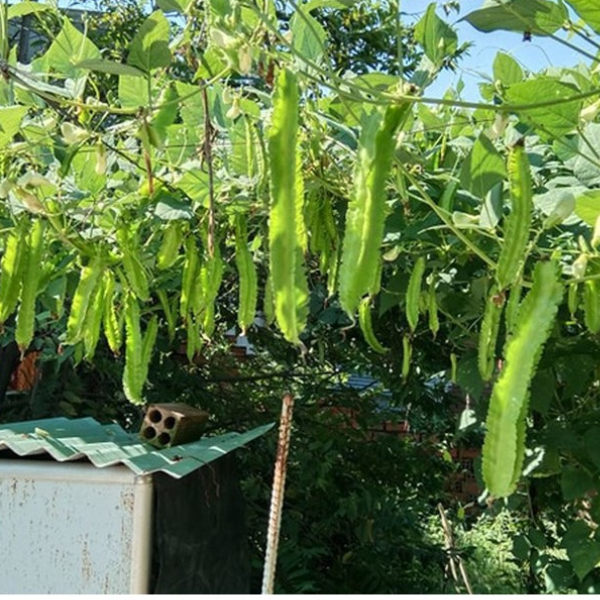 Hạt giống đậu Rồng - Năng Suất Cao - Phát triển tốt - Giá rẻ