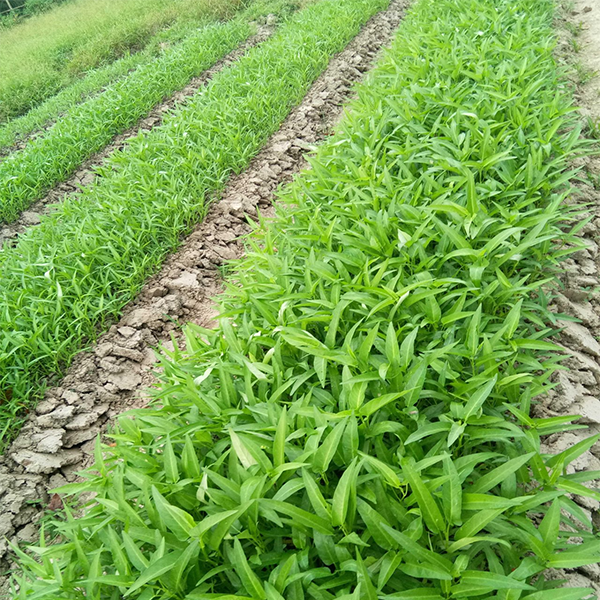 Hạt giống Rau muống