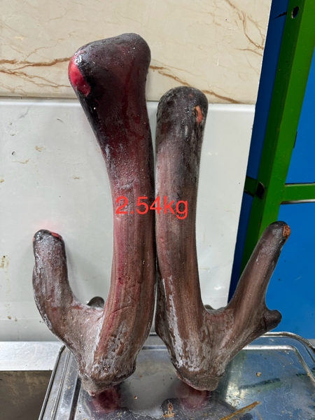 SẢN PHẨM NHUNG NAI CỦA NHUNG HƯƠU VIỆT