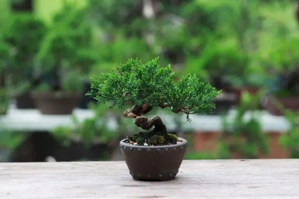 Những tips giúp thân cây bonsai mau lớn