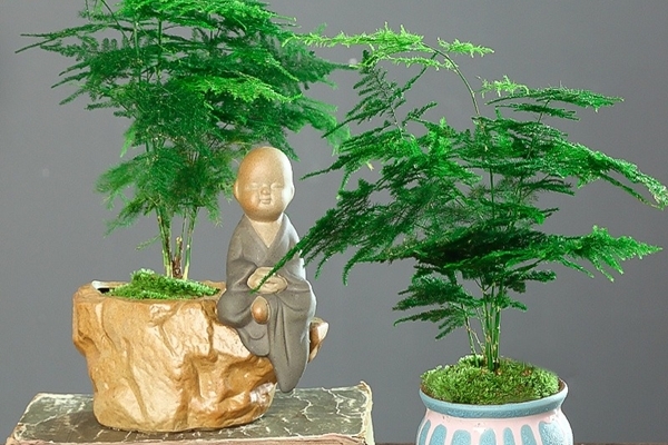 Tiểu cảnh bonsai: Góc thiên nhiên thu nhỏ trong căn nhà