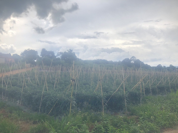 Bán Đất Ở View Trực Diện Nam Ban, Lâm Hà