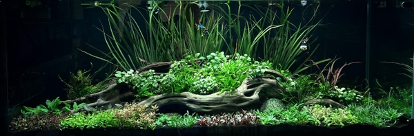 Dau Aquarium