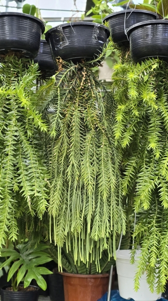 Cây Râu Rồng