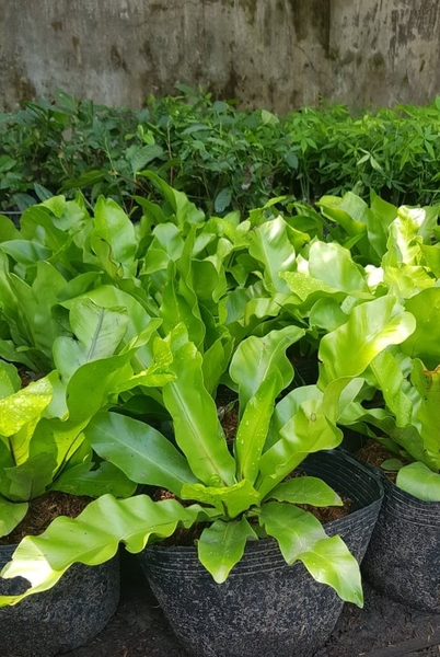 Cây Ráng Ổ Phụng