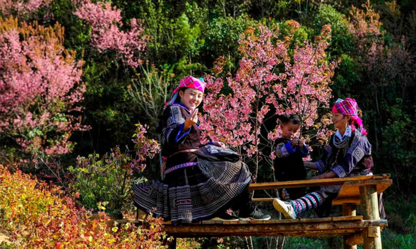 Hà Giang mùa nào đẹp? Gợi ý thời điểm lý tưởng cho từng trải nghiệm