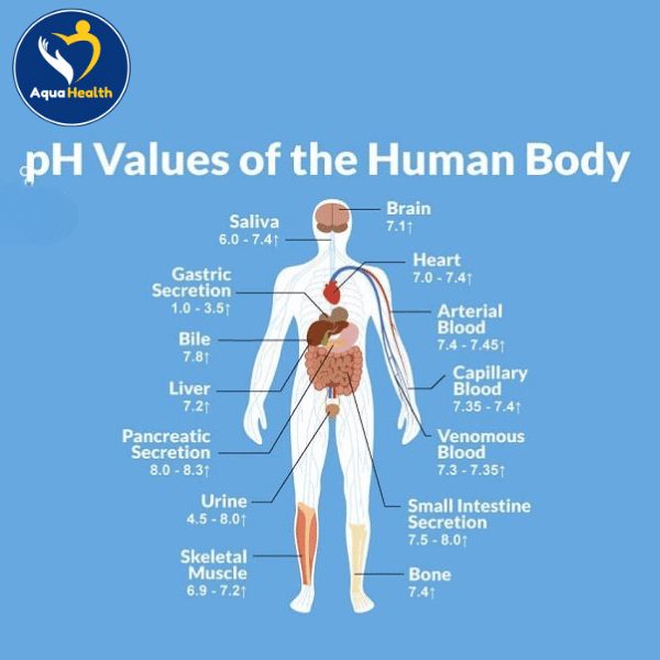 Nồng độ pH trong cơ thể người là bao nhiêu
