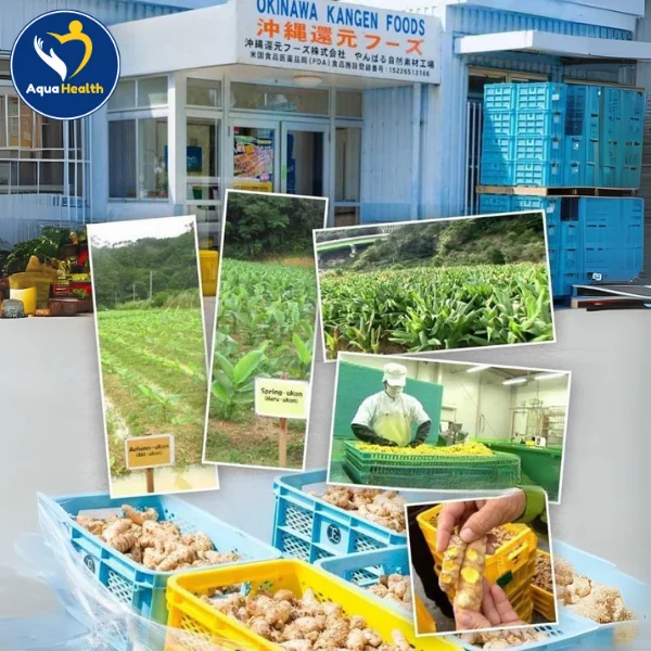Viên nghệ TURMERIC KANGEN UKON SIGMA được sản xuất từ nghệ hữu cơ tại Yanbaru, Okinawa