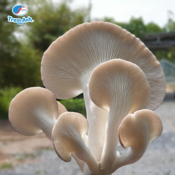 Nấm bào ngư xám Trâm Anh Food