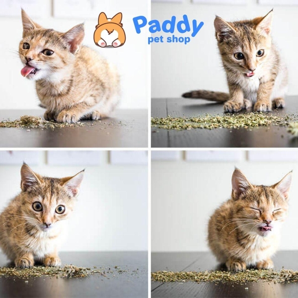 Cỏ Mèo Bạc Hà Catnip Cho Mèo