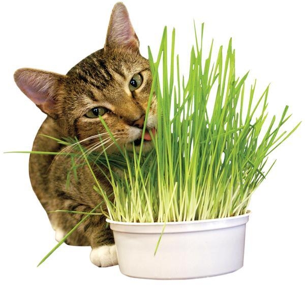 Hạt Giống Trồng Cỏ Lúa Mì Bổ Trợ Tiêu Hóa Cho Mèo 100g