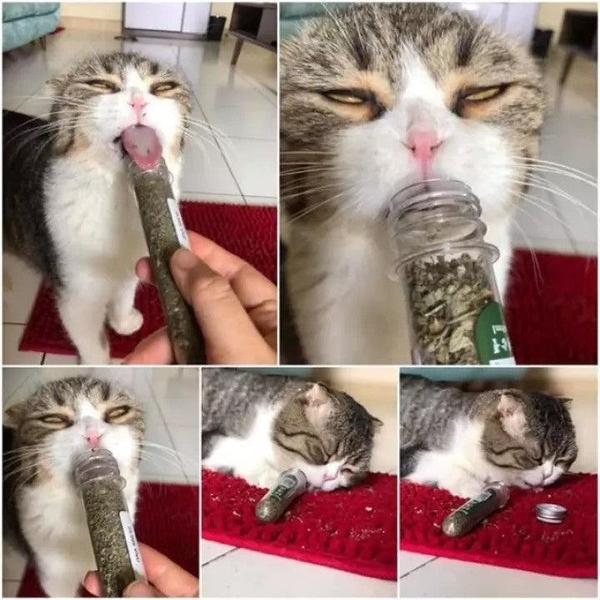 Cỏ Mèo Bạc Hà Catnip Cho Mèo