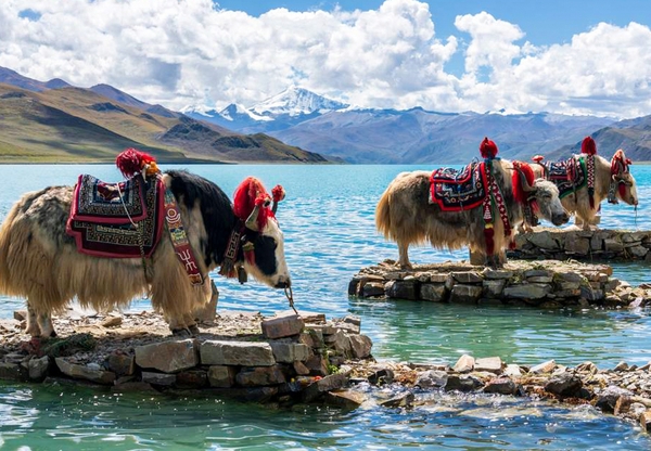 昆明 ：大理 - 麗江 - 香格里拉 - 雪山（六天五夜） 贈送欣賞由名導演「張藝謀」執導的戶外實景表演《印象麗江》 CÔN MINH -  ĐẠI LÝ - LỆ GIANG - SHANGRILA - NÚI TUYẾT（6 NGÀY 5 ĐÊM)