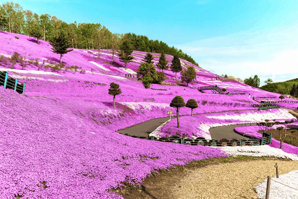 top 10 địa điểm check in du lịch Nhật Bản - VSG travel