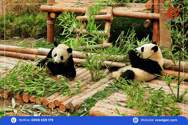 tour trung quốc trùng khánh thành đô vsg travel