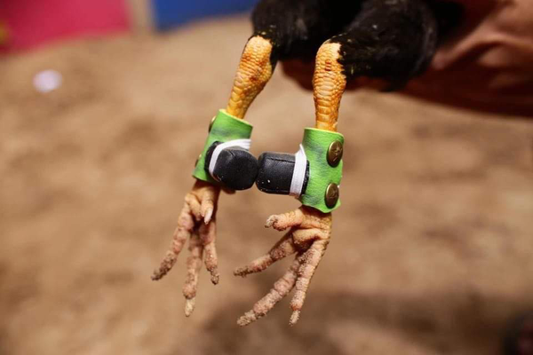 ta-ga-noi