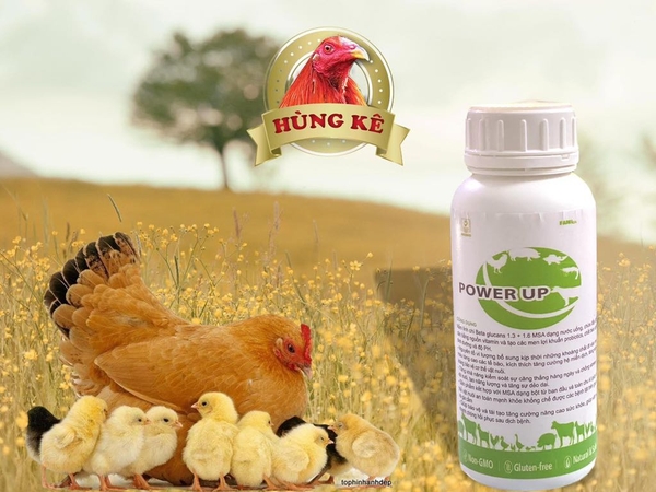 power-up-mushroom-chai-500ml